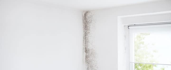 Crawl space mold removal services near me